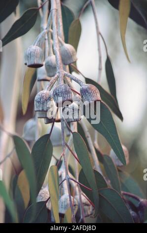 Große, weiße und Burgund gumnuts und grau-grünen Blättern der australischen Ureinwohner Silver Princess, Eucalyptus caesia, Familie Myrtaceae. Endemische zu benachrichtigen Stockfoto