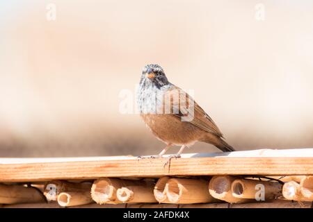 Nahaufnahme eines erwachsenen Haus Bunting (Emberiza sahari) auf einer dünnen Holz- Leiste in der heißen Sonne von Marrakesch, Marokko thront. Stockfoto