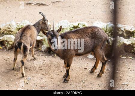 Eine Familie von Bergziegen in künstlichen Berg in Athen Park Zoo Stockfoto