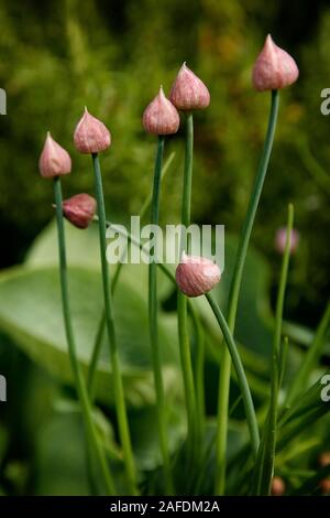 Außenansicht der Bärlauch sead Köpfe kurz vor der Blüte, mit anderen grünen Vegetation im Hintergrund Stockfoto