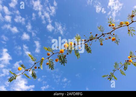 Zweige von Camel Thorn Vachellia Erioloba Mimosa Farnesiana mit gelben Blumen close-up gegen blauen Himmel Stockfoto