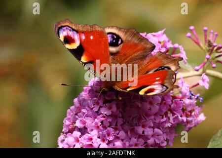 Tagpfauenauge nectaring auf sommerflieder Stockfoto