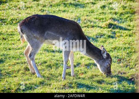 Schönen Hirsch essen Gras am Morgen Stockfoto
