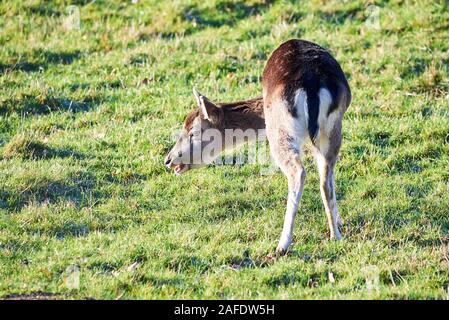 Schönen Hirsch essen Gras am Morgen Stockfoto