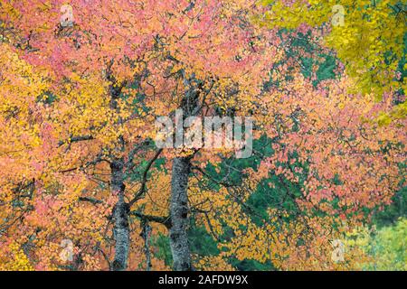 Schöne Herbstfarben am Lago di Toblach, Dolomiten Stockfoto