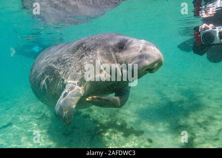 Dezember 6, 2019, Crystal River, FL: eine freundliche, verspielte West Indian Manatee (Trichechus Manatus) nähert sich die Kamera für Sie. Stockfoto