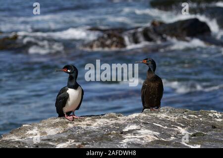 Rock Shag (Phalacrocorax Magellanicus) steht auf den Klippen von Sea Lion Island auf den Falklandinseln Stockfoto