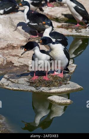 Paar Imperial Shag (Phalacrocorax albiventer atriceps) während der Brutzeit auf Sea Lion Island auf den Falklandinseln Stockfoto