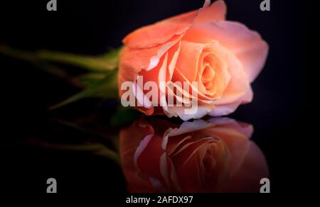 Liegend stieg vor schwarzem Hintergrund mit Reflektion Stockfoto