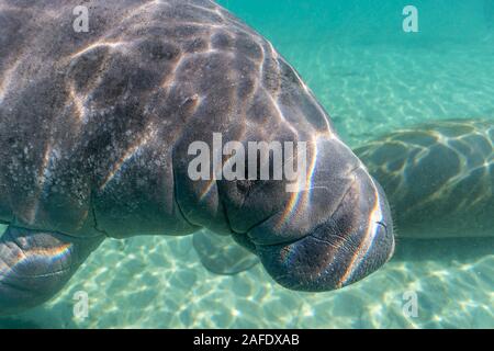 Eine große, freundlich, verspielt West Indian Manatee (Trichechus Manatus) nähert sich die Kamera für Sie. Stockfoto