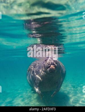 Ein West Indian Manatee (Trichechus Manatus) Oberflächen für Luft. Seekühe, wie alle Meeressäuger, Luft an der Oberfläche atmen. Stockfoto