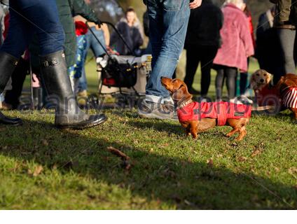 Edinburgh, Schottland, Großbritannien. 15. Dez 2019. Dackel Weihnachten festliche Flashmob, Edinburgh hund Gruppe - Dackel in Edinburgh - Treffen und in Inverleith Park entfernt. Weihnachten Jumper ermutigt aber völlig optional. Quelle: Craig Brown/Alamy leben Nachrichten Stockfoto