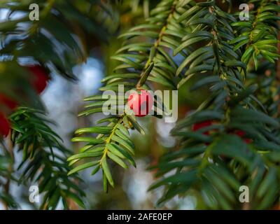 Filiale einer Eibe, Taxus Whipplei, mit grünen Blättern und eine einzelne rote Beere Stockfoto