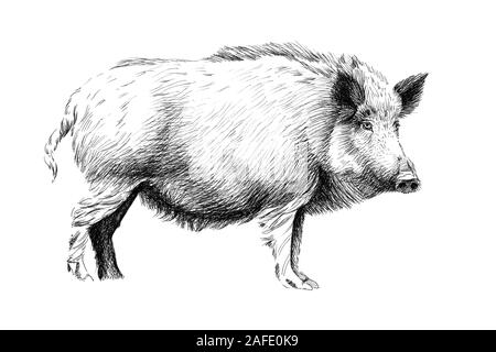 Hand Wildschwein gezeichnet, Skizze Grafik Schwarzweiß-Bild auf weißem Hintergrund (Originale, keine tastung) Stockfoto