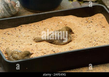 Junge Spatzen im Sandbad Stockfoto