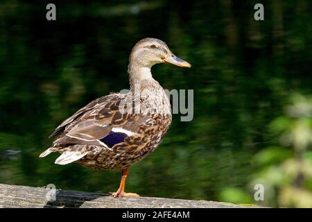 weibliche Stockente Stockfoto