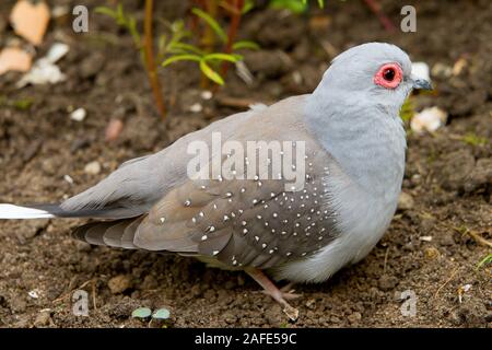 Diamond Dove (Geopelia Cuneata) Stockfoto