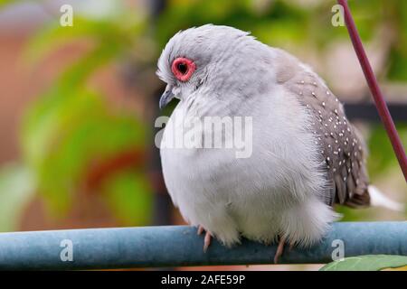 Diamond Dove (Geopelia Cuneata) Stockfoto