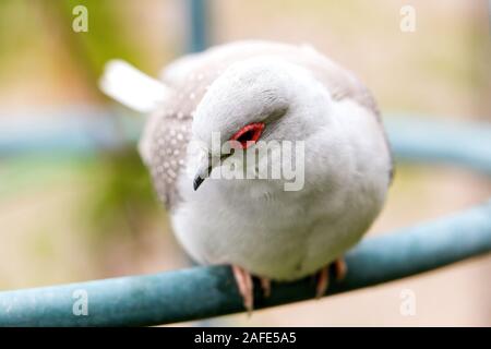 Diamond Dove (Geopelia Cuneata) Stockfoto