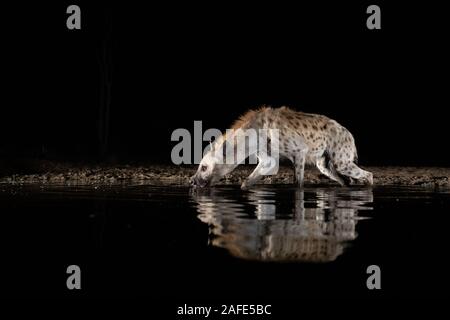 Eine Tüpfelhyäne im Wasser trinken aus einem Pool in der Mitte der Nacht Stockfoto