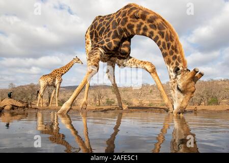 Eine Giraffe biegen über das Trinken aus einem Pool mit einem anderen im Hintergrund Stockfoto