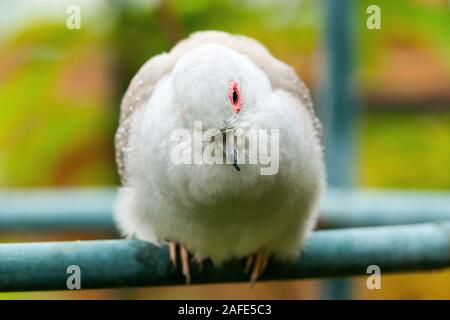 Diamond Dove (Geopelia Cuneata) Stockfoto