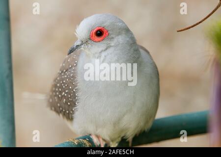 Diamond Dove (Geopelia Cuneata) Stockfoto