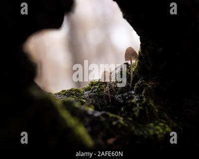 Pilze innerhalb eines alten Amtsleitung in einem Kastanienwald. Stockfoto