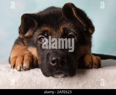 Sleepy German Shepherd Puppy Dog Stockfoto