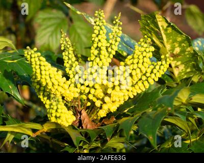 Aufrechte Blütenrispen im Winter blühen, stacheligen Blätter hardy immergrüner Strauch, Mahonia x Media 'Winter Sonne' Stockfoto