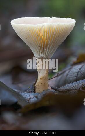 Pilze wachsen auf dem Waldboden Stockfoto
