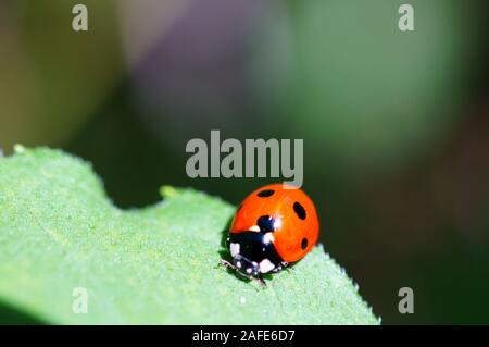 Fotos von schönen Insekten in der Natur. Natürliche Hintergrund. Schönheit der Natur. Stockfoto