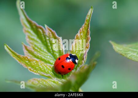 Fotos von schönen Insekten in der Natur. Natürliche Hintergrund. Schönheit der Natur. Stockfoto