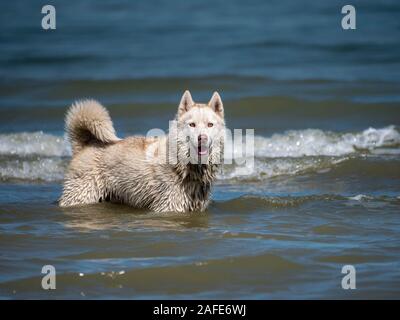 Siberian Husky genießt das Meer Stockfoto