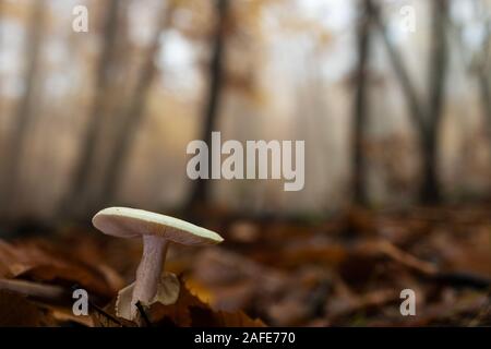 Pilz in einem Kastanienwald. Stockfoto