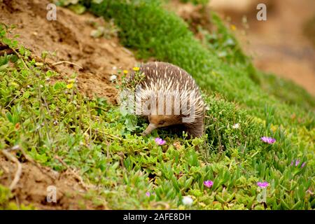 Eine kurze-Beaked Echidna, piny Ameisenbär', der Nahrungssuche auf den Klippen bei Port Campbell National Park, Victoria, Australien Stockfoto