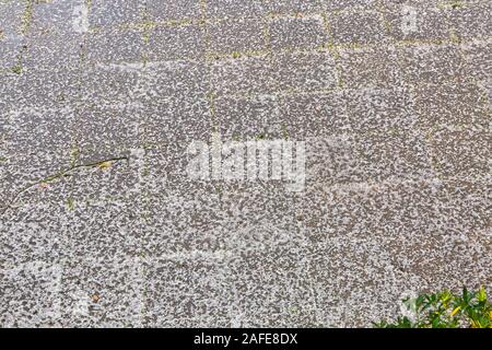 Bournemouth, Dorset UK. 15. Dezember 2019. UK Wetter: Schwere hagelkorn Sturm mit einem plötzlichen Überschwemmung der Hagel in Bournemouth. Credit: Carolyn Jenkins/Alamy leben Nachrichten Stockfoto