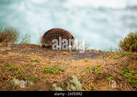 Eine kurze-Beaked Echidna, piny Ameisenbär', der Nahrungssuche auf den Klippen bei Port Campbell National Park, Victoria, Australien Stockfoto