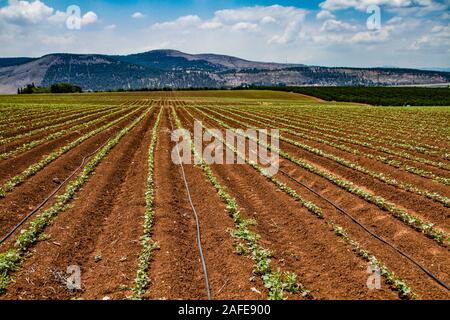 Landwirtschaftliches Feld in Jesreel Tal, Israel Stockfoto