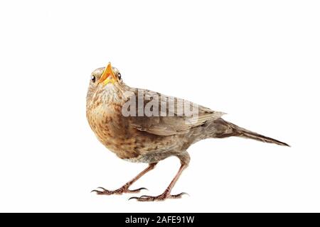 Merle als die meisten Einwohner der Europäischen Wälder und Parks in den Städten. Eurasischen Amsel (Turdus merula) Weiblich, auf weißem Hintergrund Stockfoto