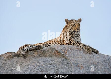 Männliche Leopard Vermessung seine Domain auf einem Felsvorsprung in Südafrika Stockfoto