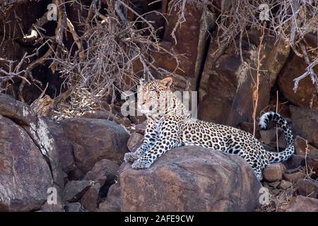 Leopard eingebettet zwischen Baumwurzeln auf einem Felsvorsprung in Botswana, Afrika Stockfoto