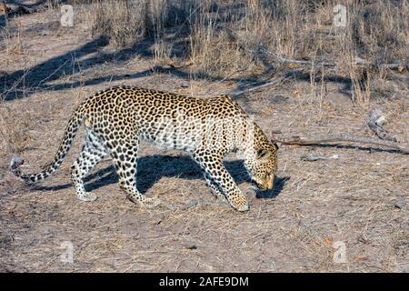Männliche Leopard Tracking Beute in Mala Mala, Südafrika Stockfoto