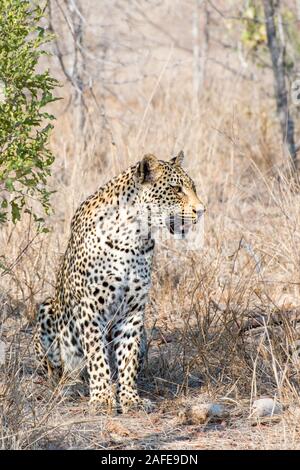 Männliche Leopard sitzend im südafrikanischen Busch Stockfoto