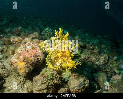 Rhinopia - Unterwasser Fotografie Stockfoto