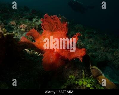 Rhinopia - Unterwasser Fotografie Stockfoto