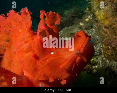 Rhinopia - Unterwasser Fotografie Stockfoto