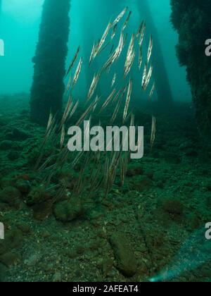 Rasiermesser Fisch, Banda See, Indonesien Stockfoto