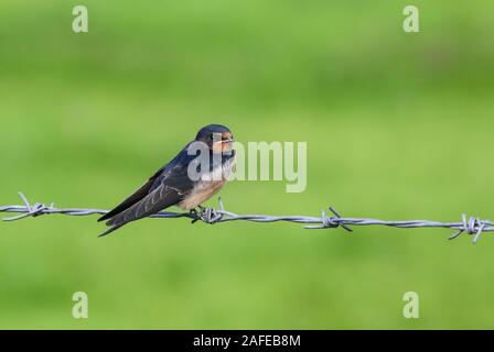 Die junge Schwalbe (Hirundo rustica) wartete geduldig auf seine Mutter, die sehr pflichtbewusst war. Stockfoto