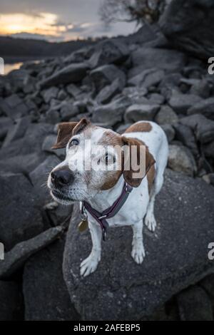 Der Border Collie ist eine Arbeits- und Hütehund Rasse in der schottischen Grenze für das Hüten von Vieh, vor allem Schafe entwickelt. Hoch angesehen Stockfoto